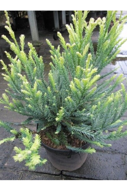 Секвоя вічнозелена Adpressa купити